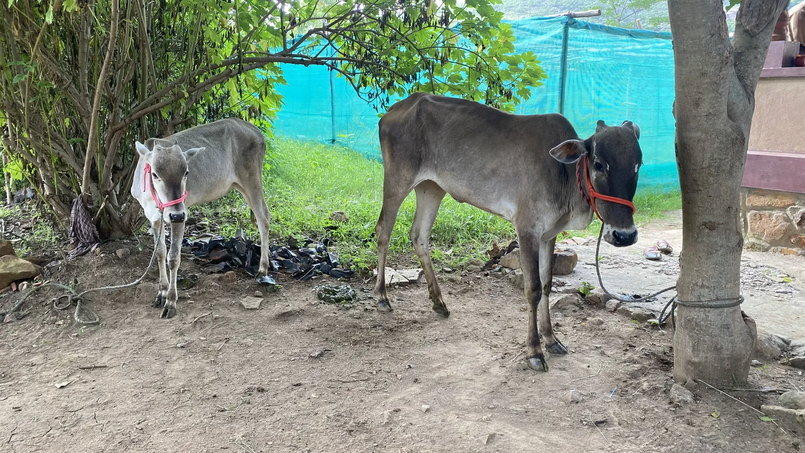 Wildlife and Animals