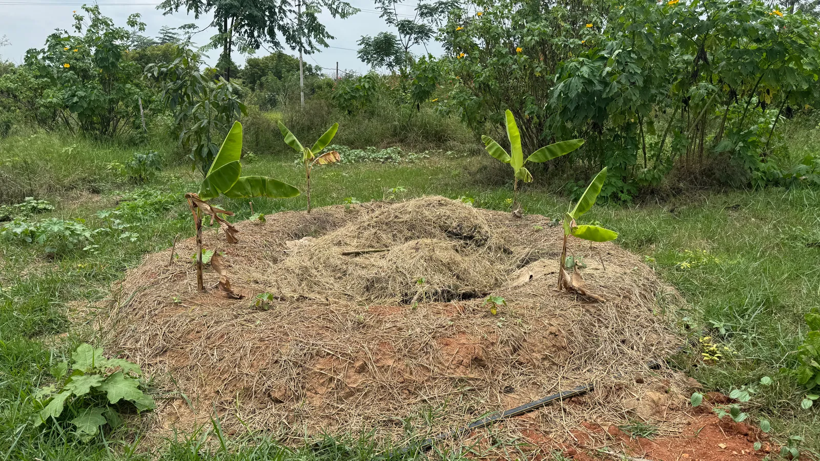 Banana Pits