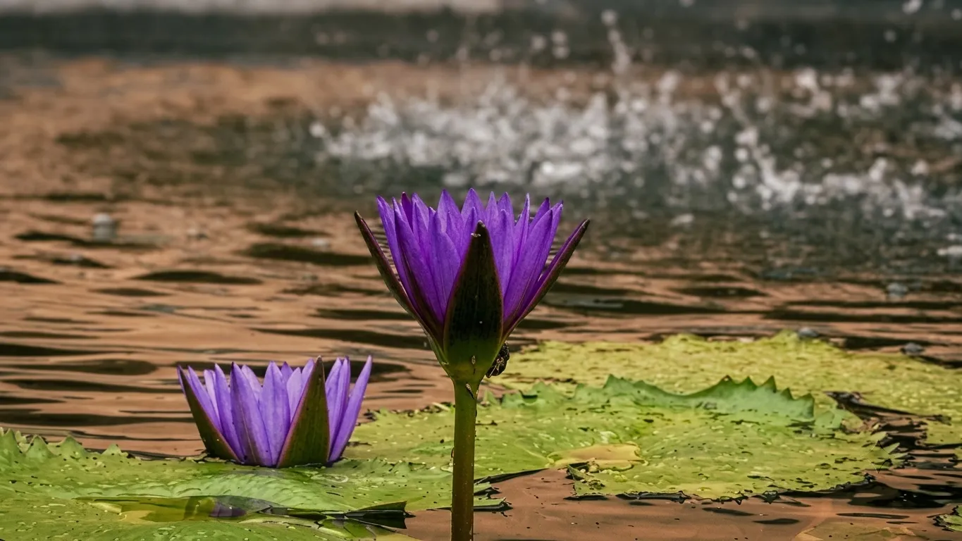 Lily Pond
