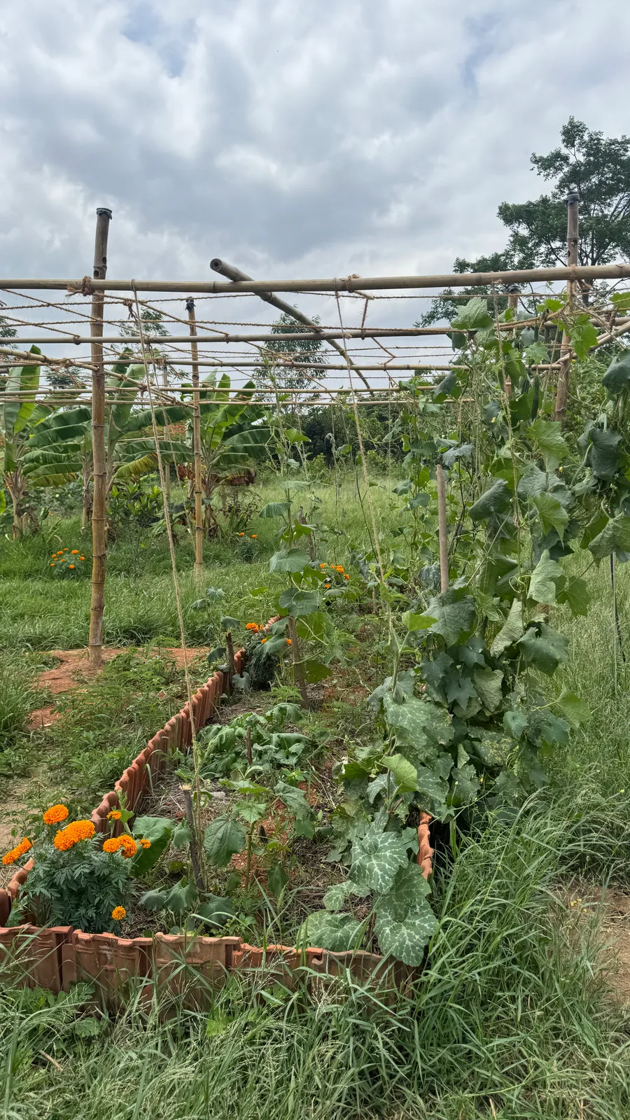 Vegetable Patches