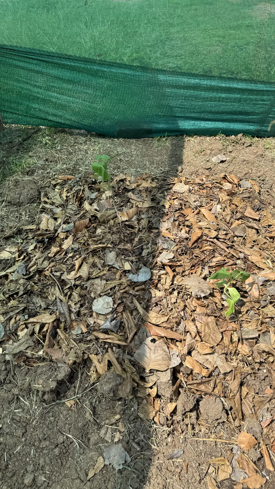 Vegetable Patches