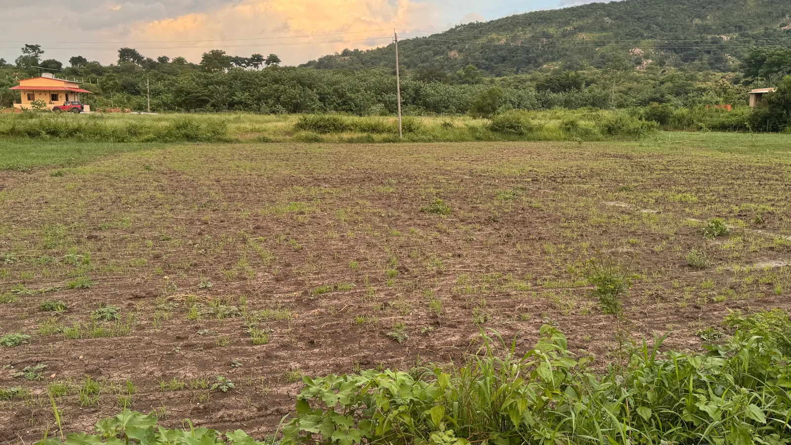Crops