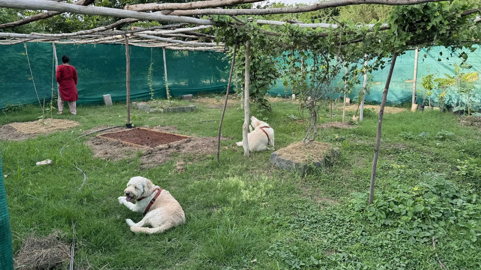 Vegetable Patches