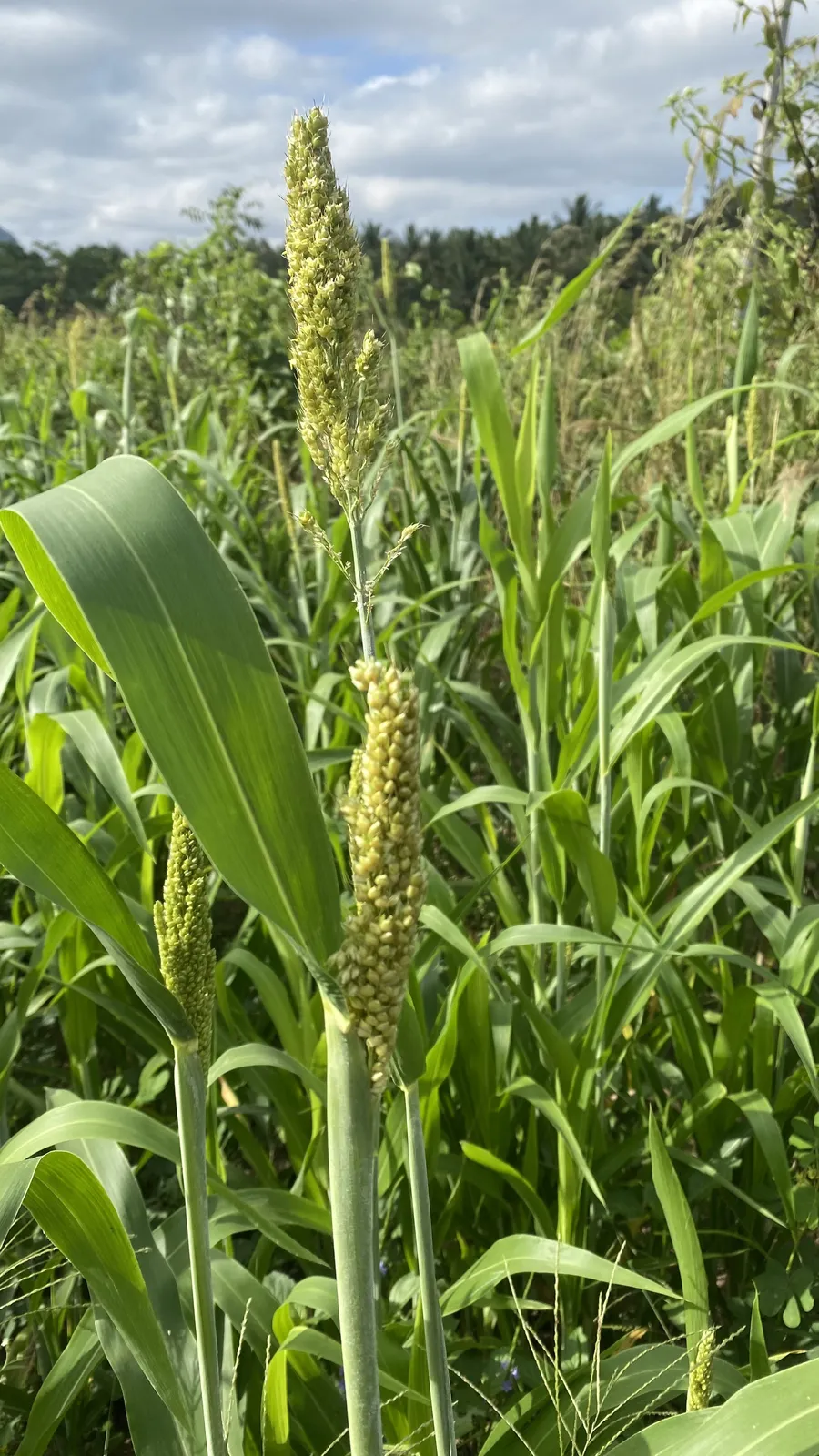 Crops
