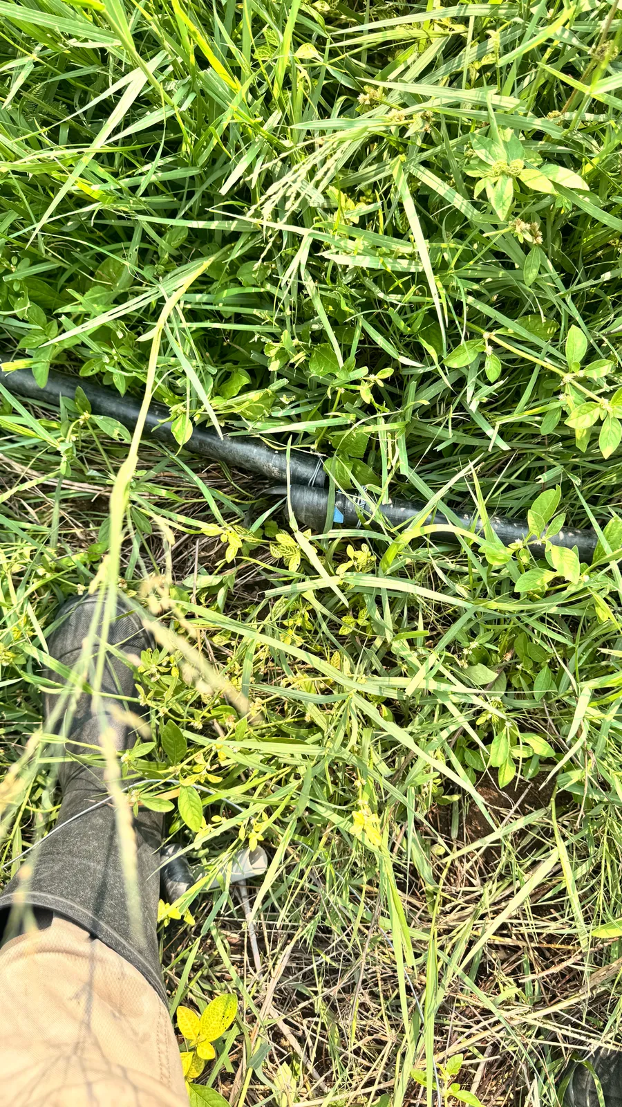 Irrigation, Pumps and Pipes