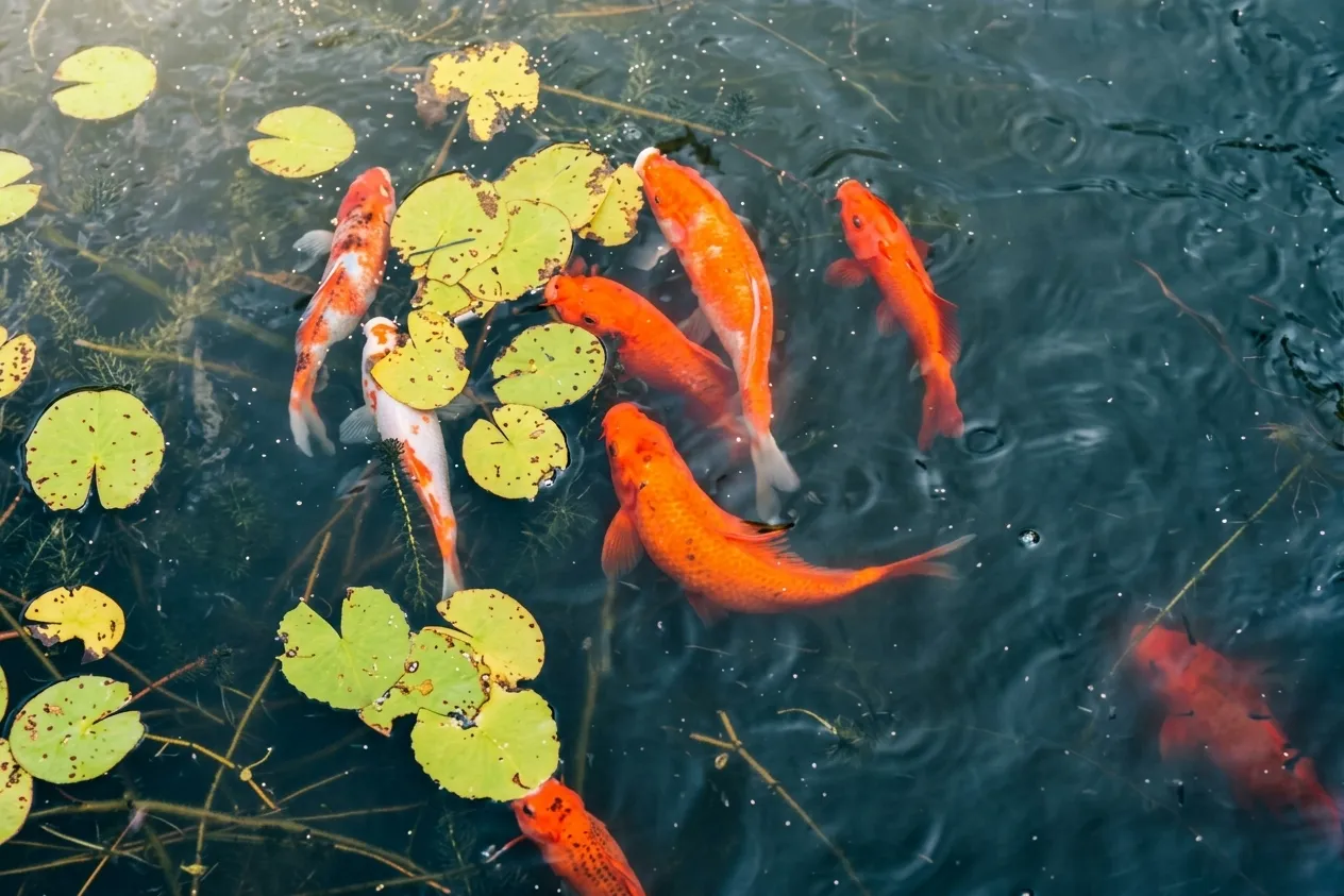 Lily Pond