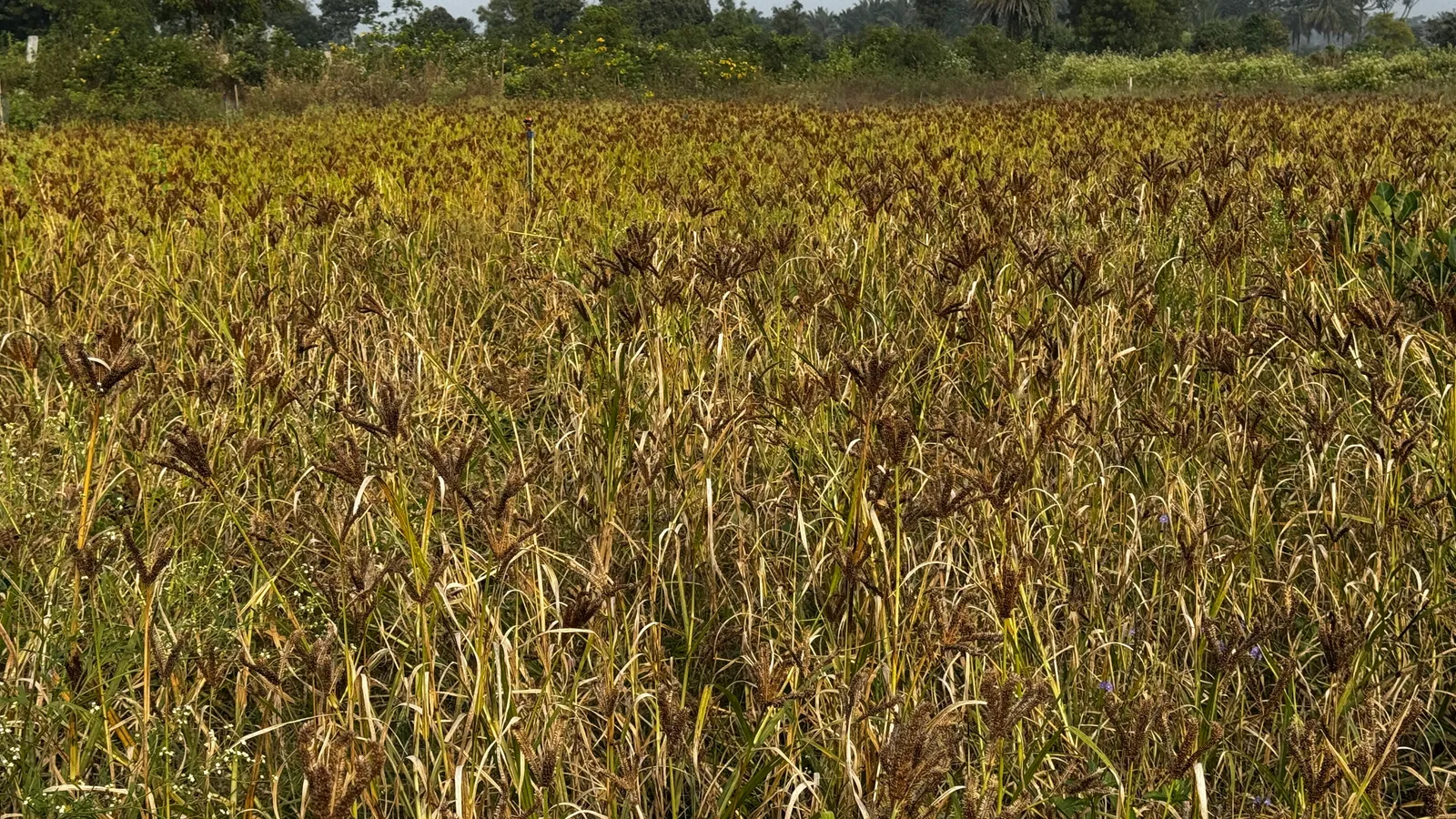 Crops