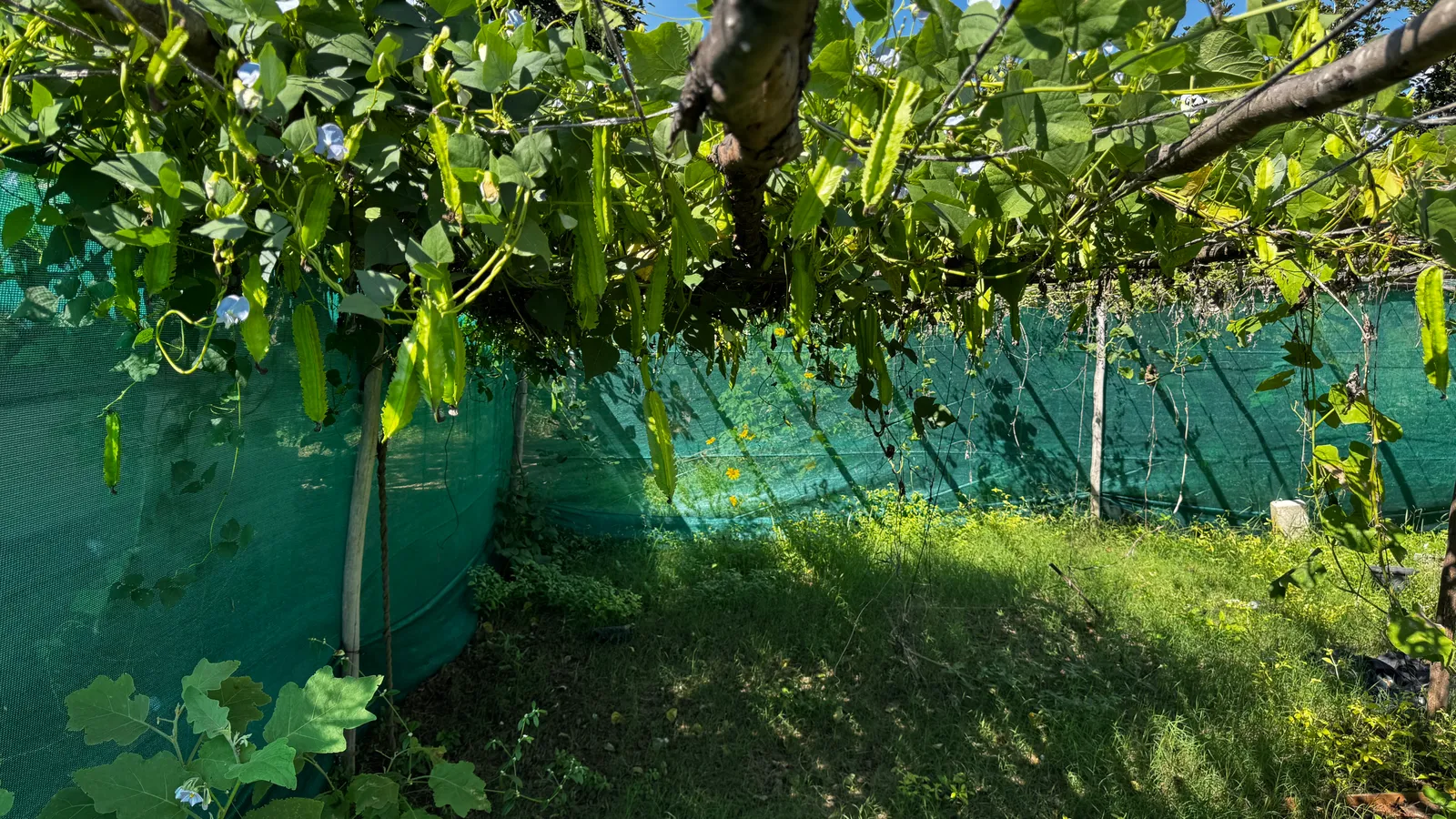 Vegetable Patches
