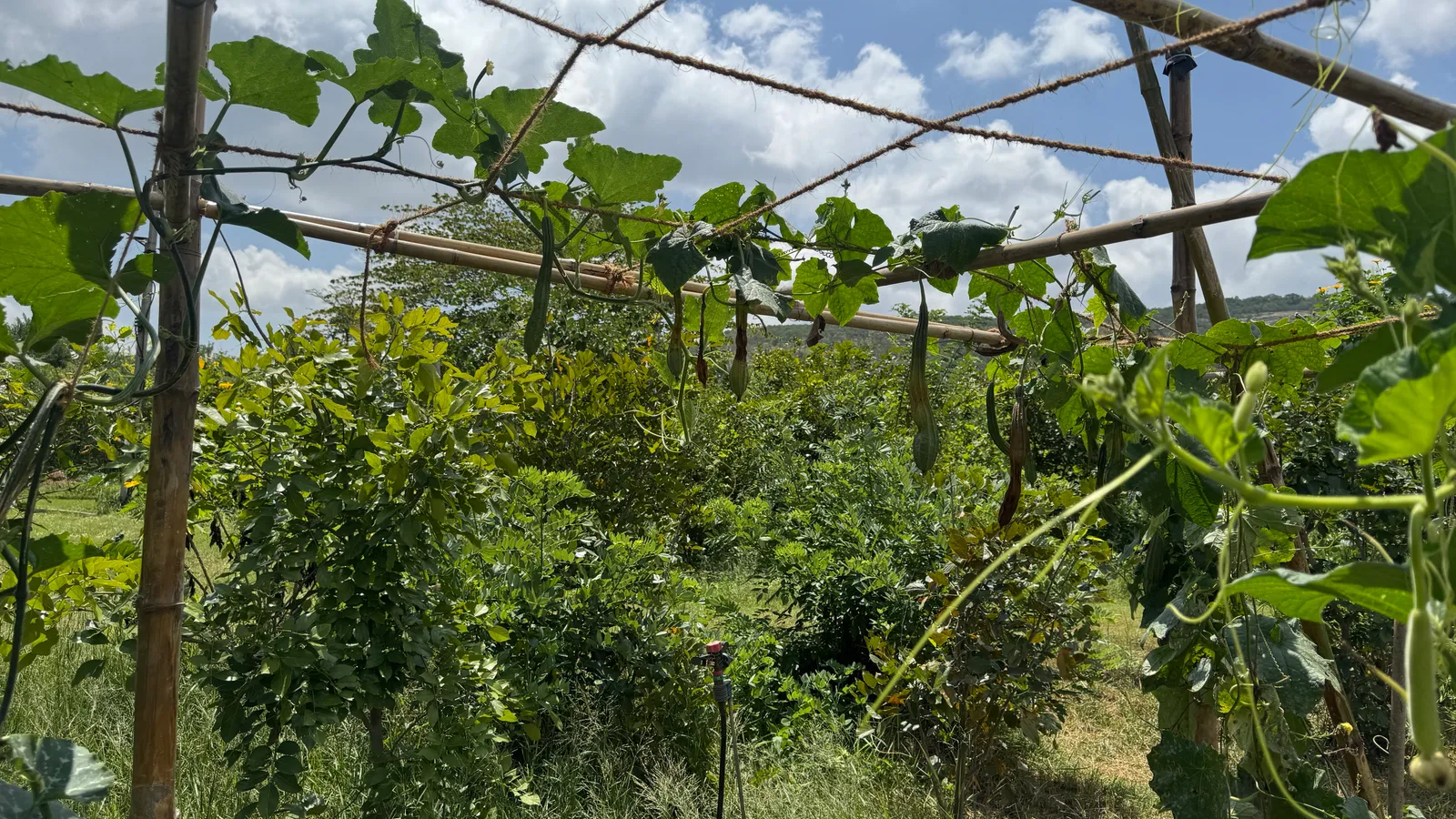 Vegetable Patches
