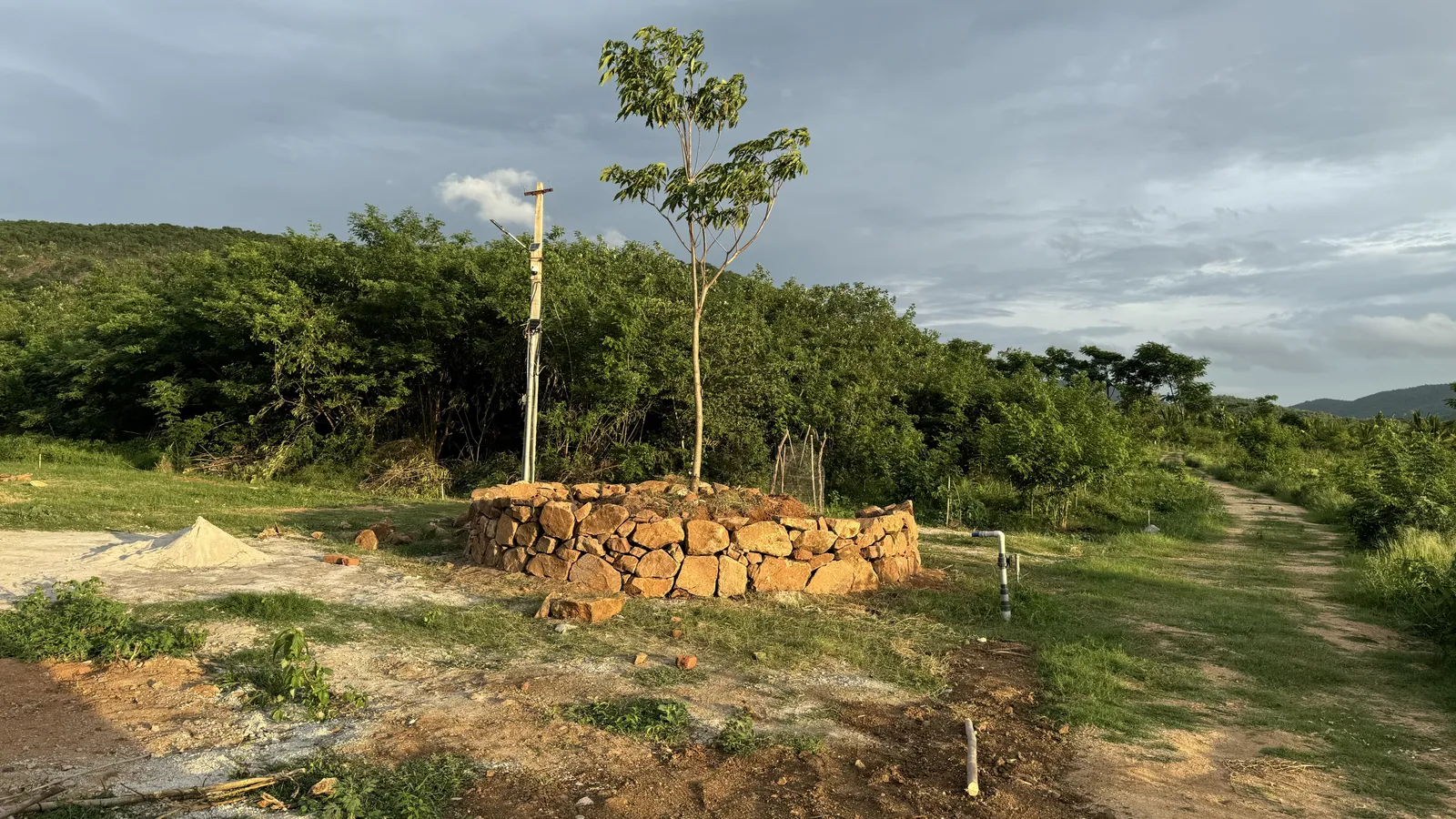 Forest Trees and Forestry
