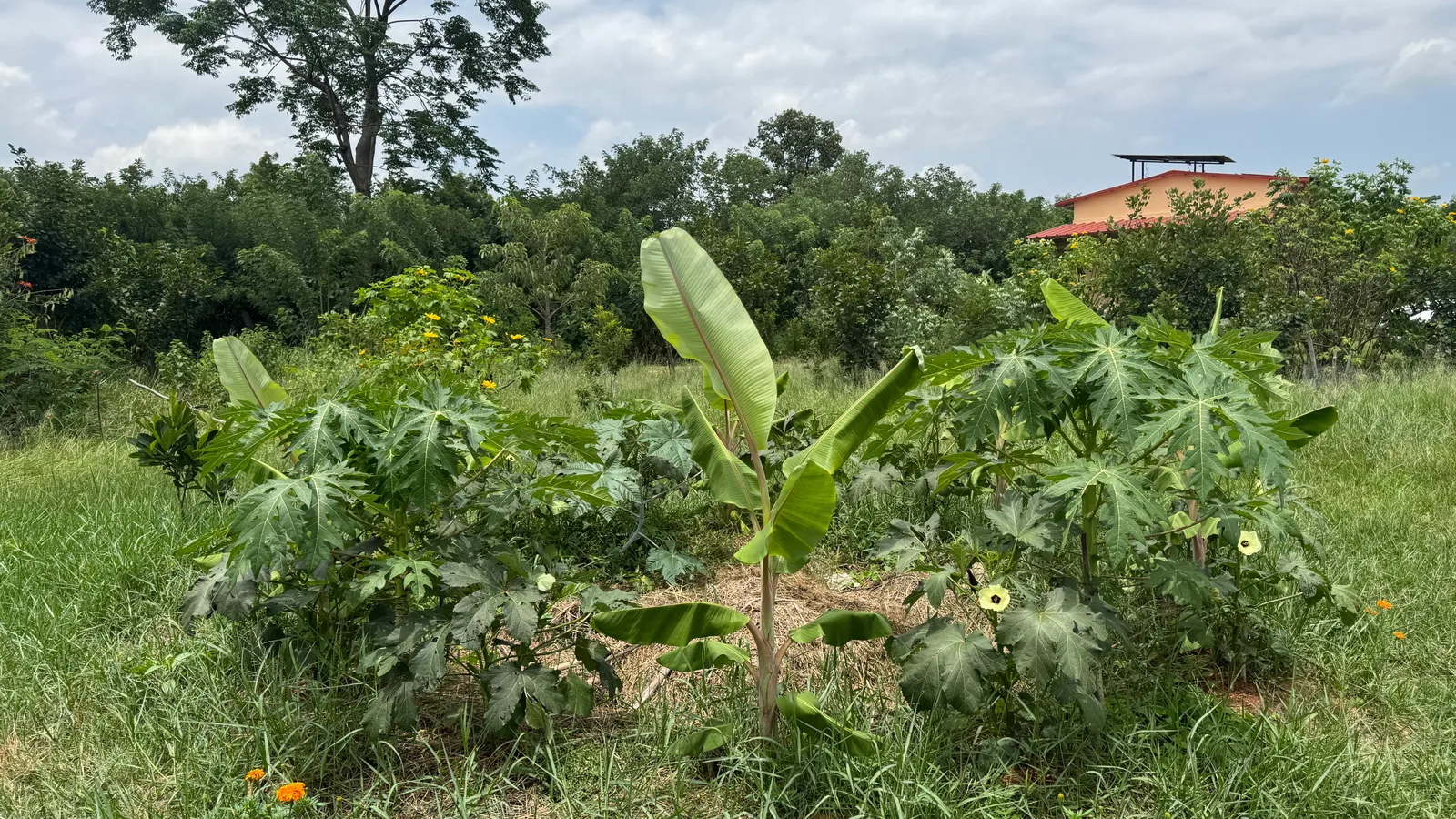 Banana Pits