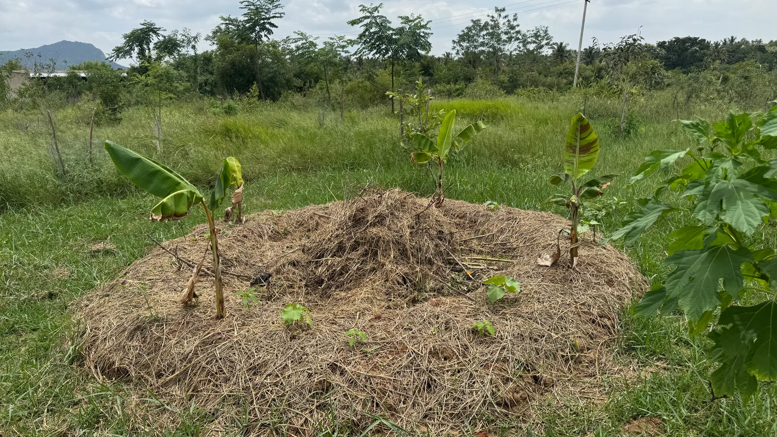 Banana Pits