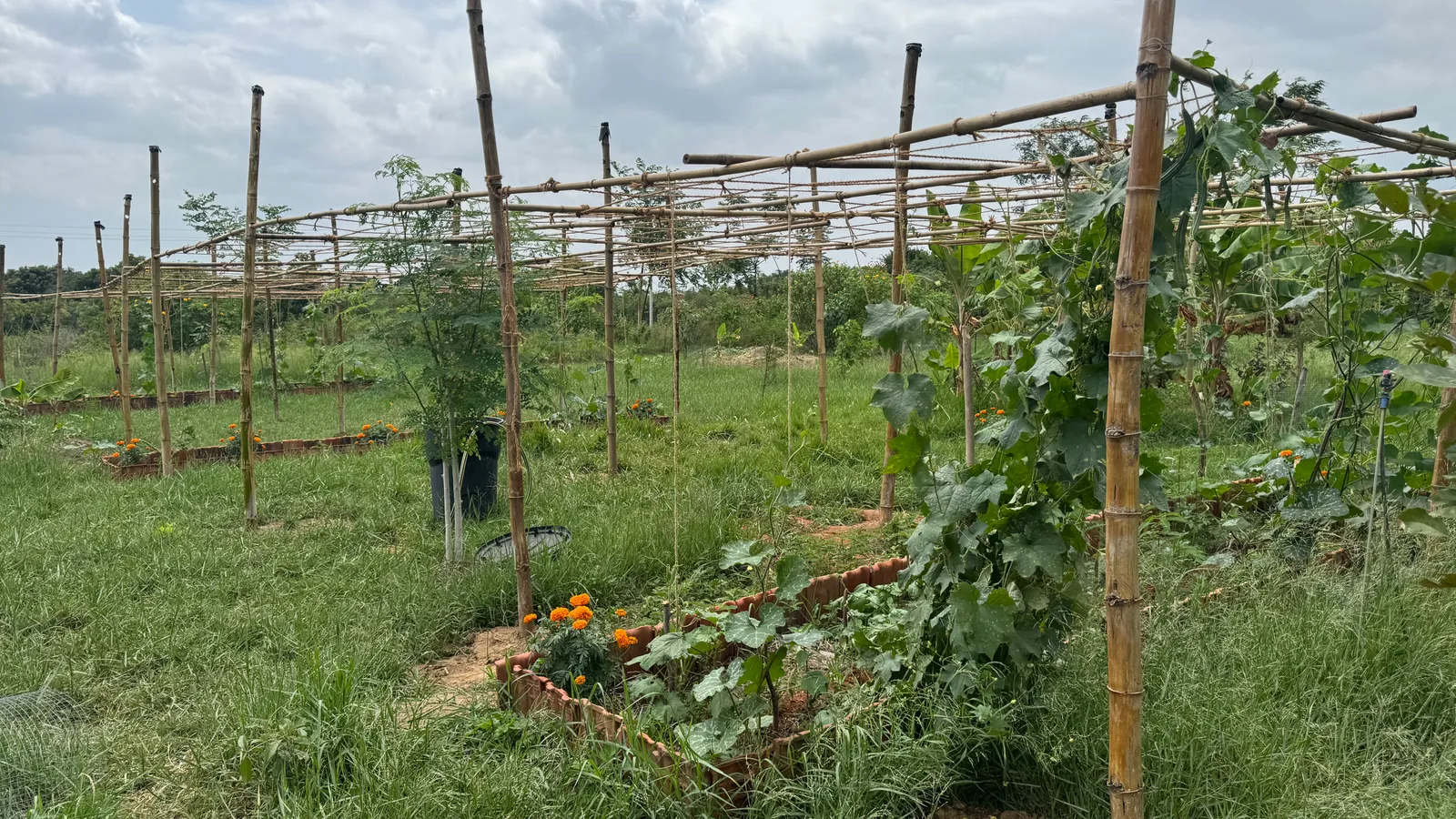 Vegetable Patches