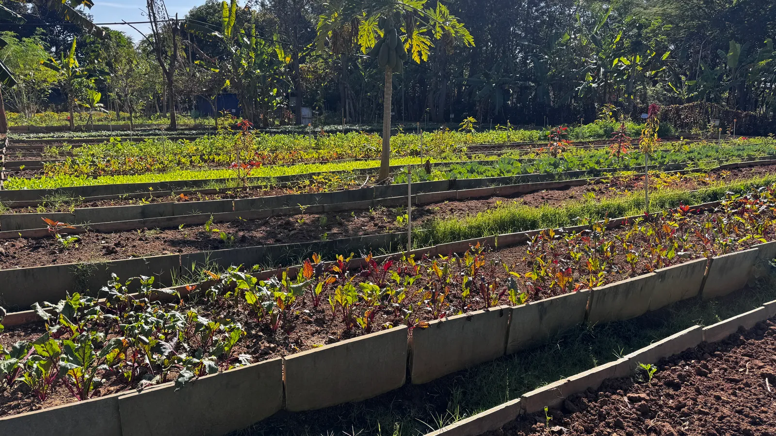Vegetable Patches