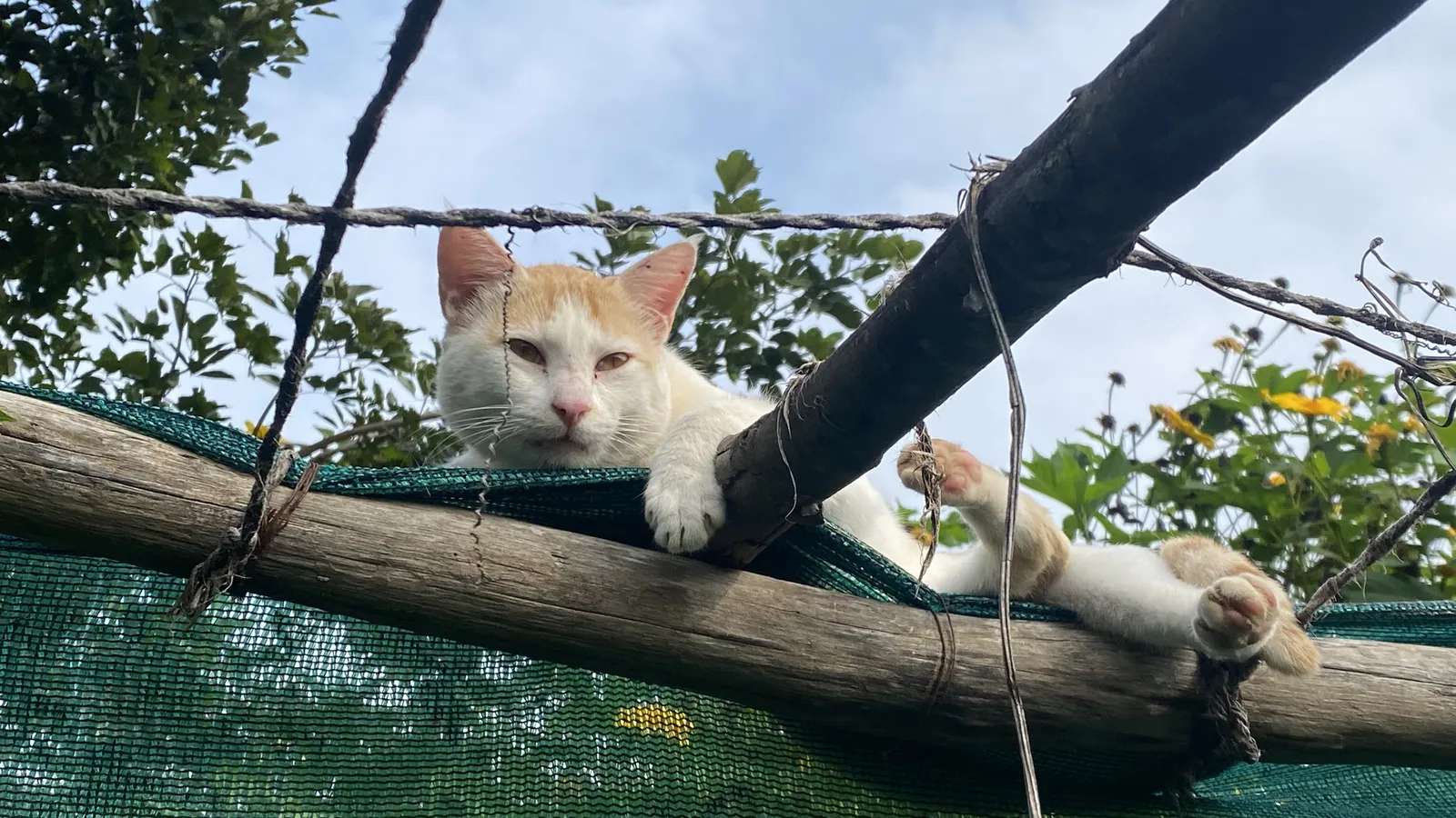 Wildlife and Animals