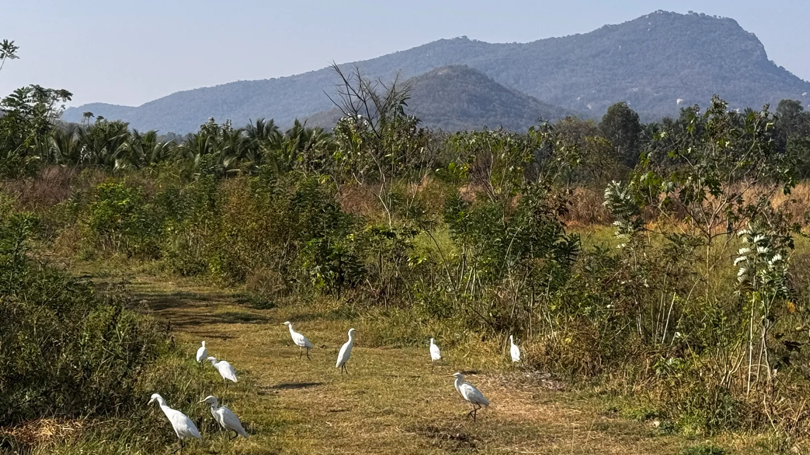 Wildlife and Animals
