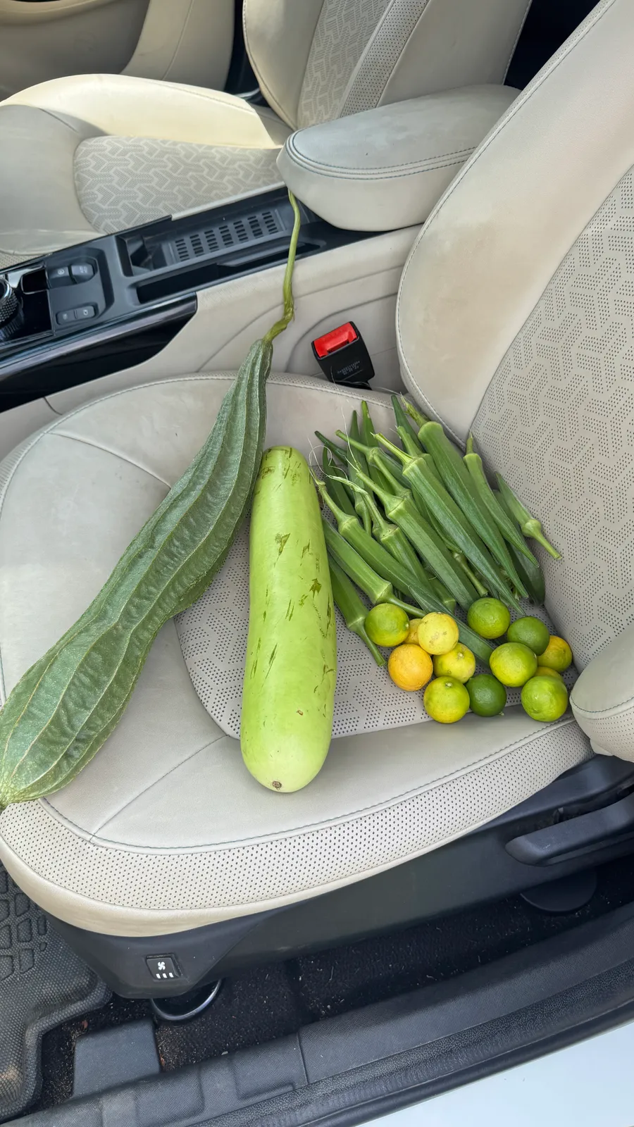 Vegetable Patches