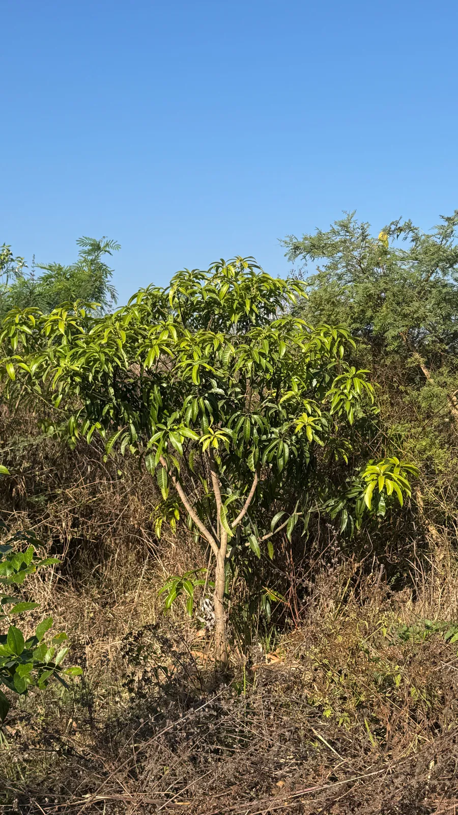 Forest Trees and Forestry