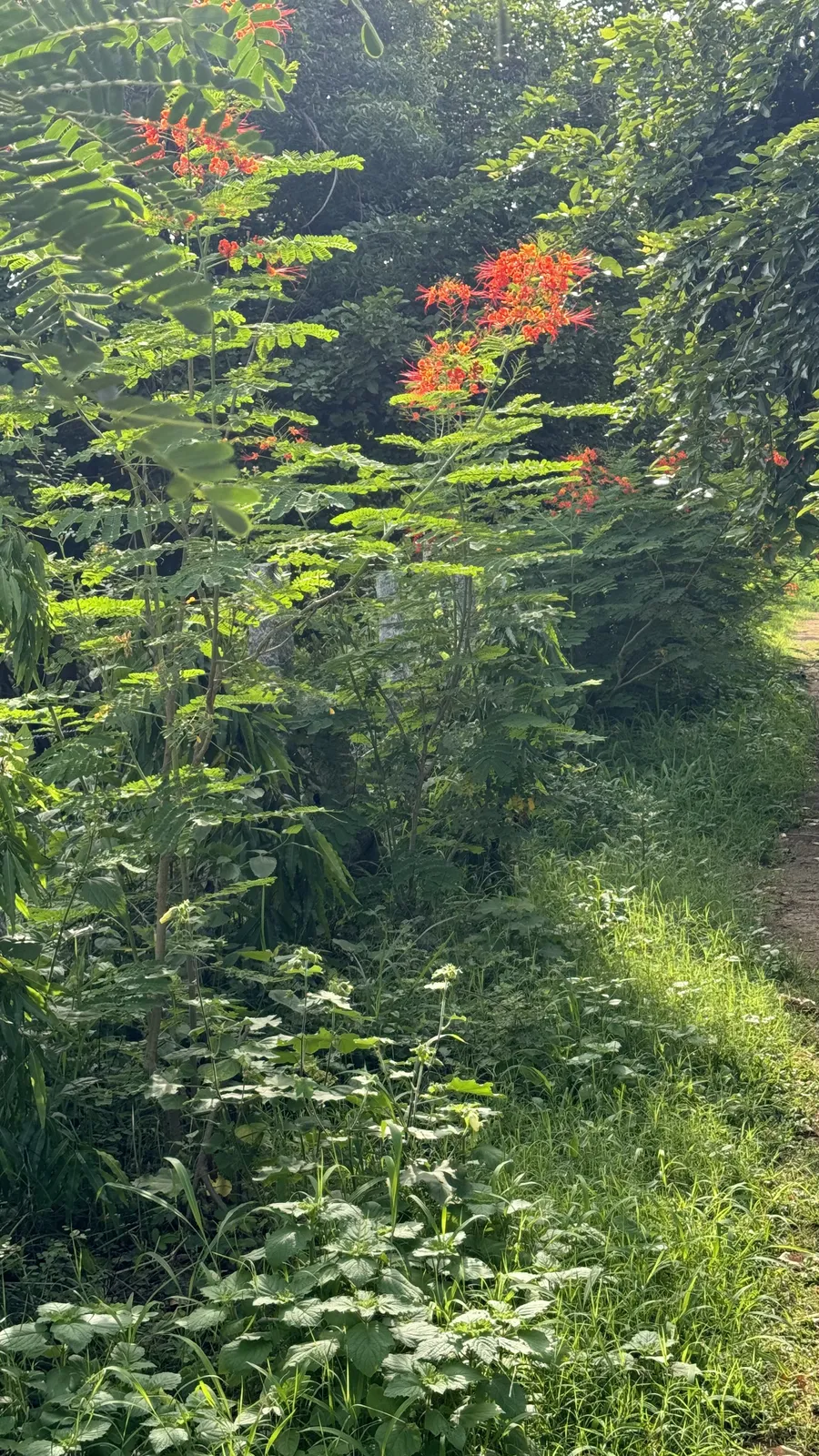 Forest Trees and Forestry