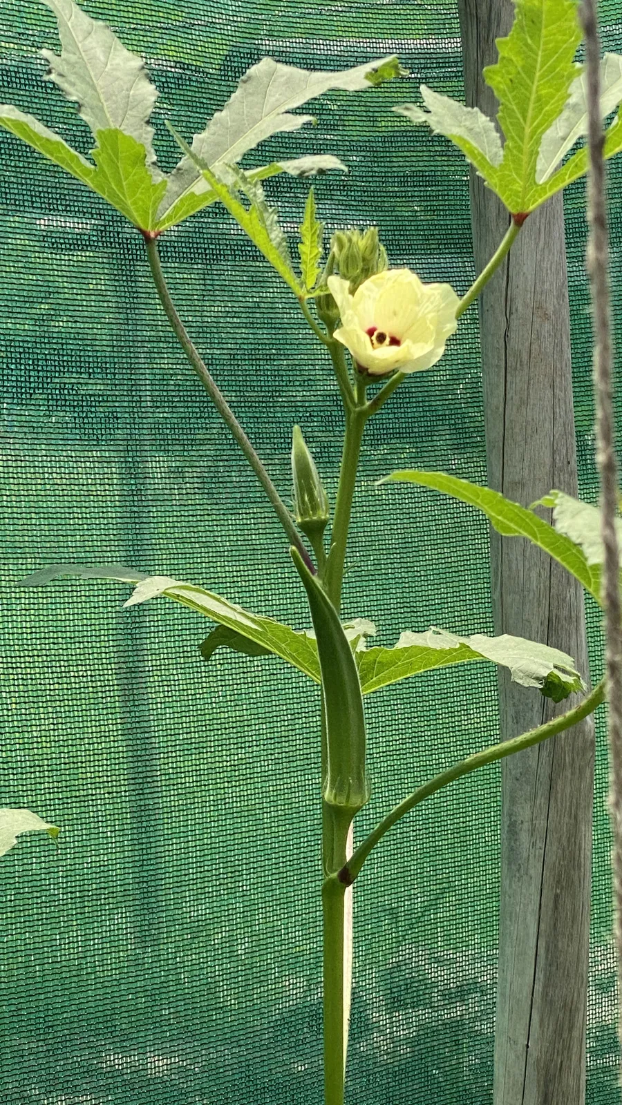 Vegetable Patches