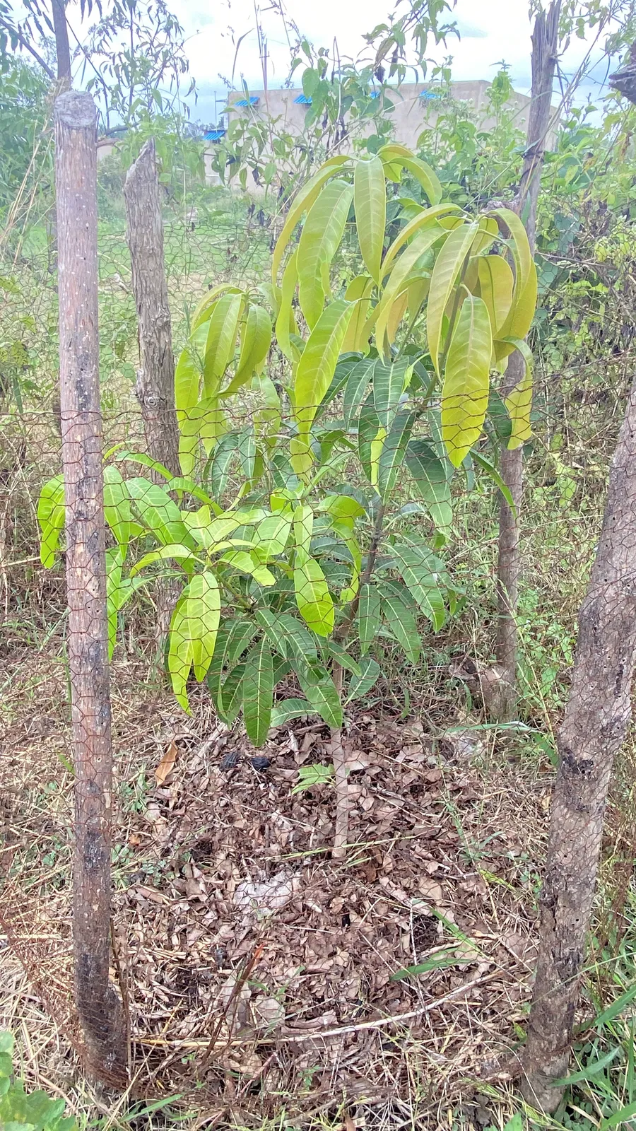 Forest Trees and Forestry