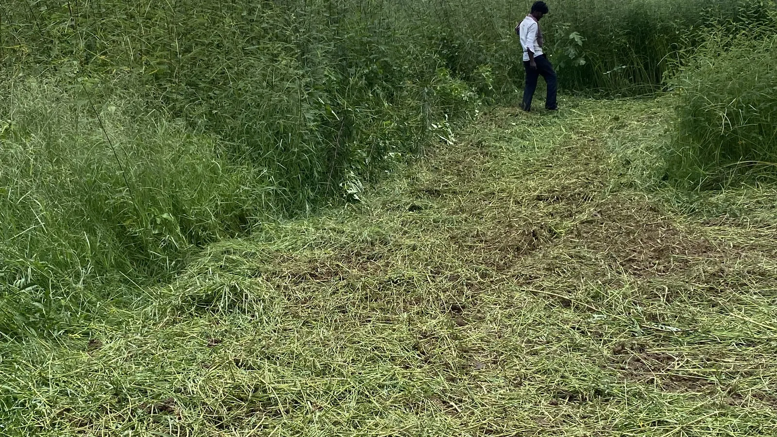 Crops
