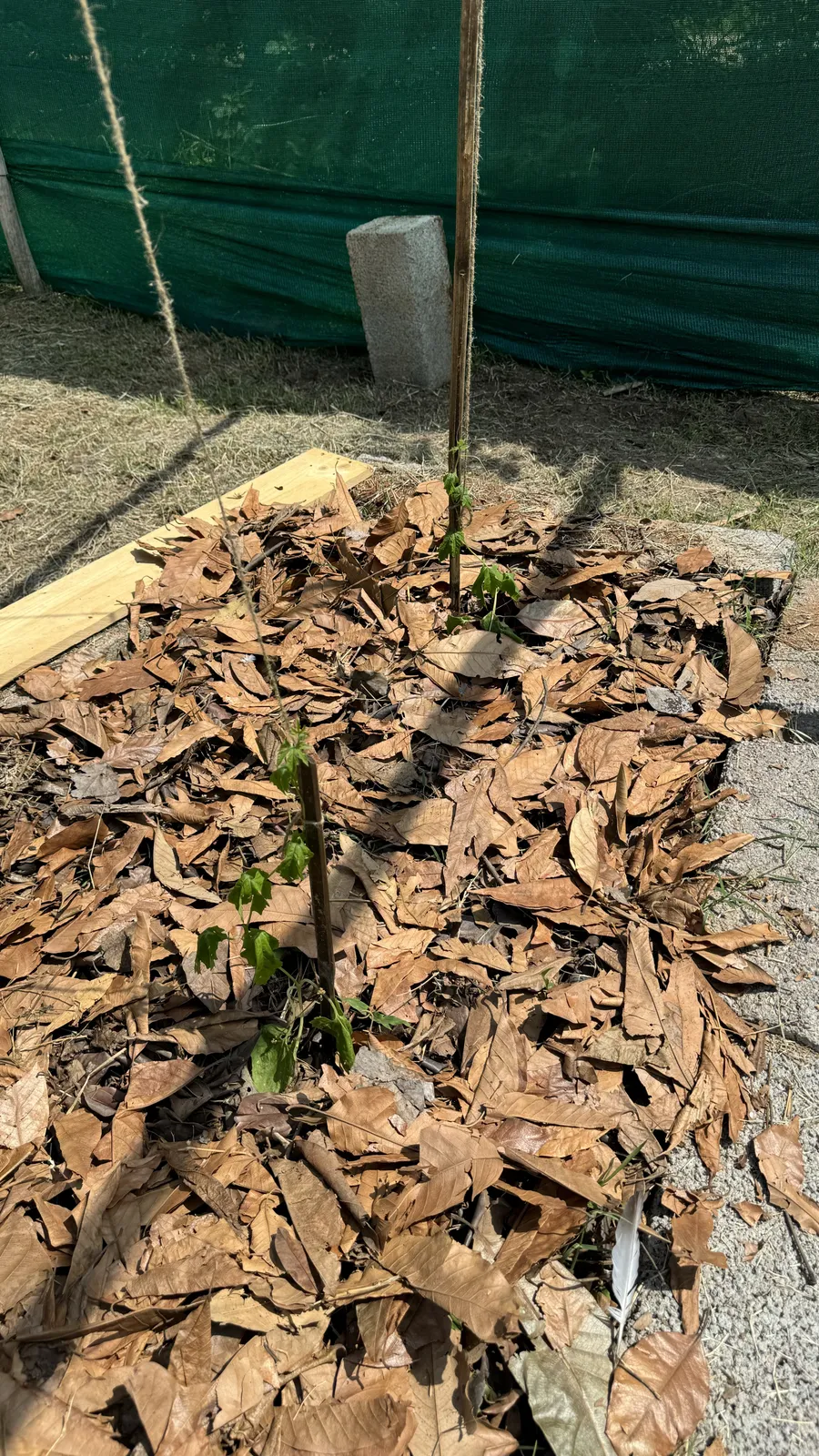 Vegetable Patches