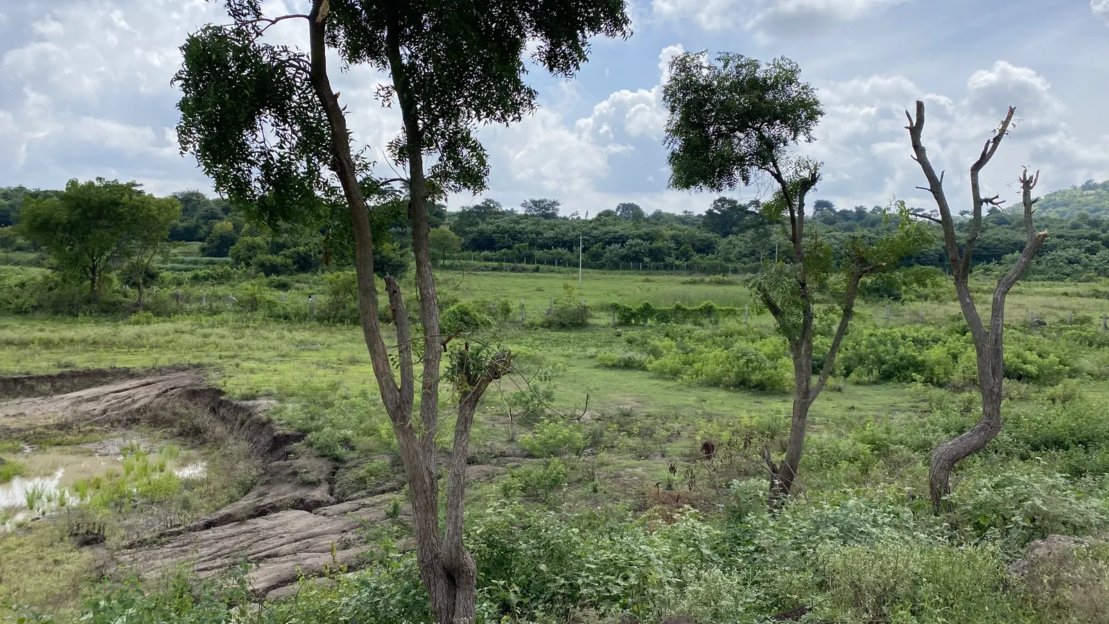 Neem trees