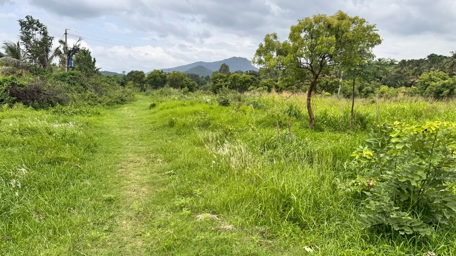 Forest Trees and Forestry