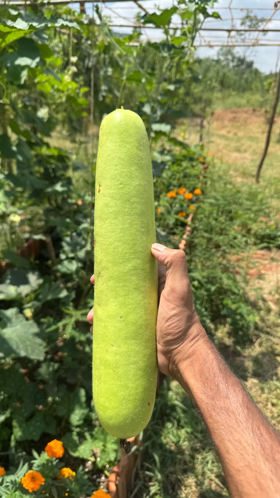 Vegetable Patches