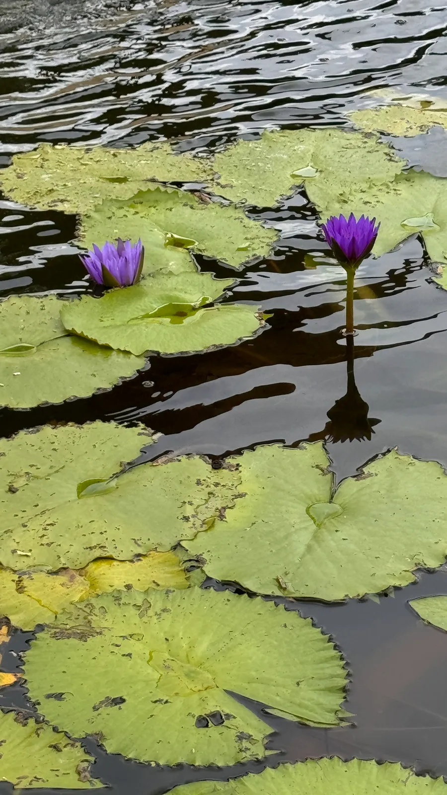 Lily Pond