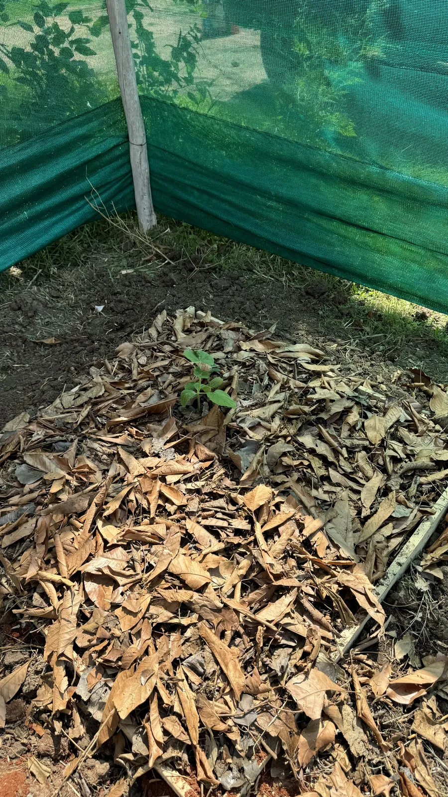 Vegetable Patches
