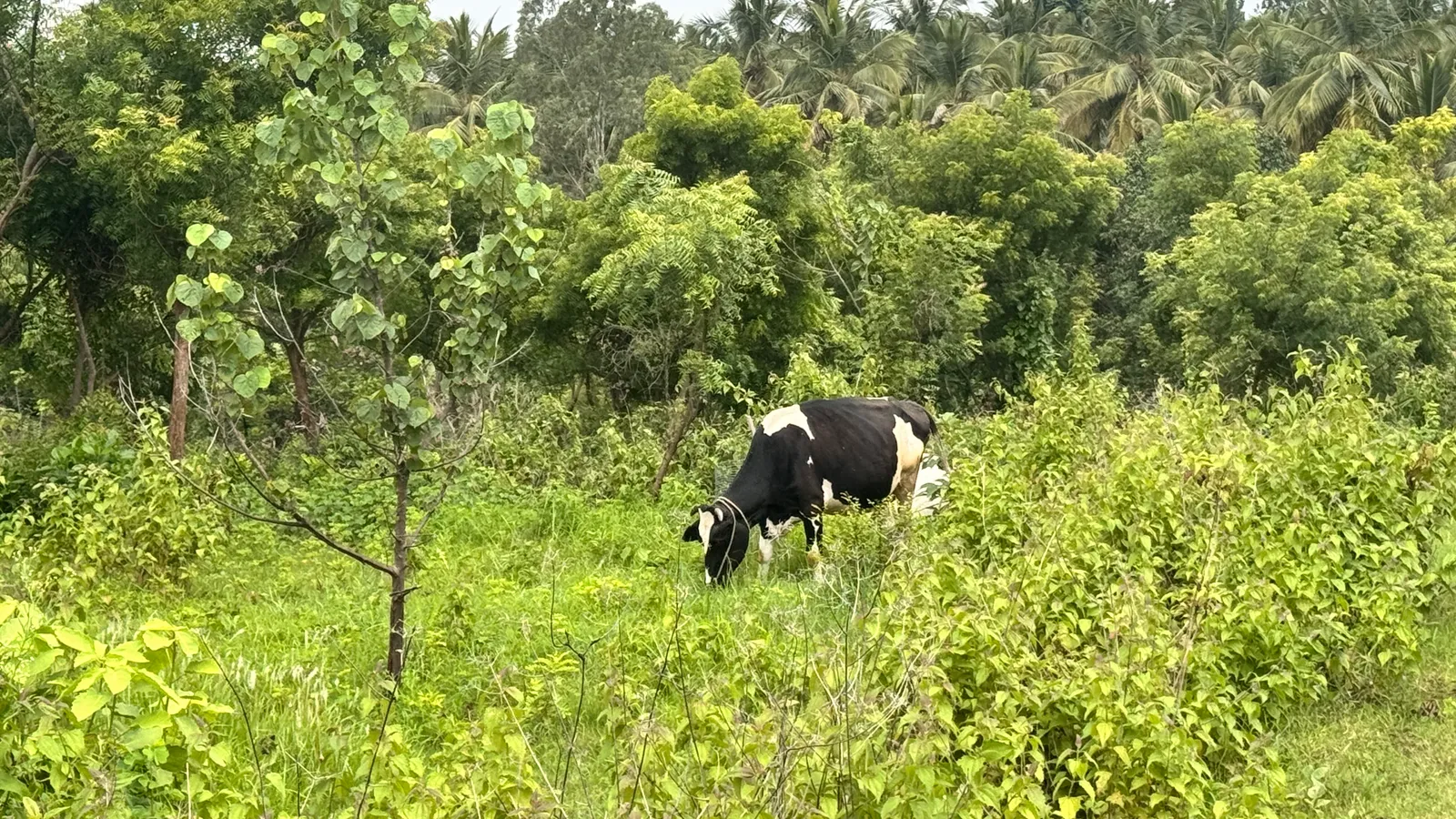 Wildlife and Animals