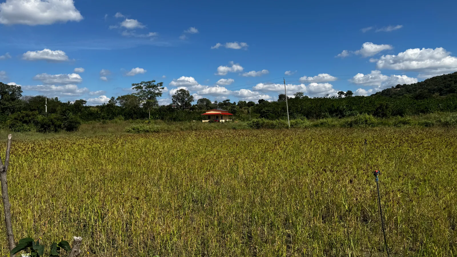 Crops
