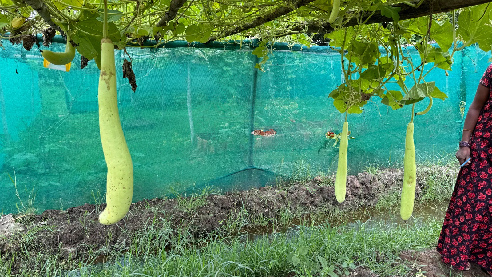 Vegetable Patches