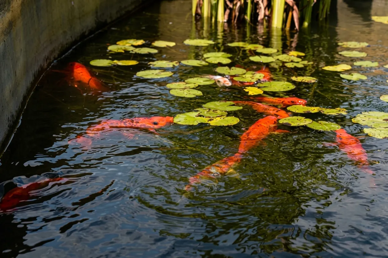 Koi Fish