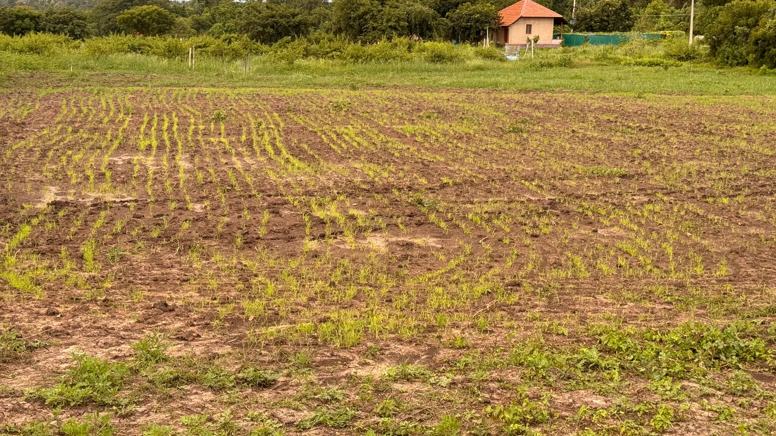 Crops