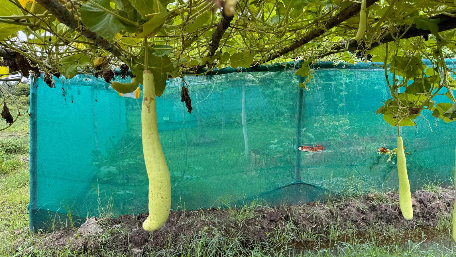 Vegetable Patches