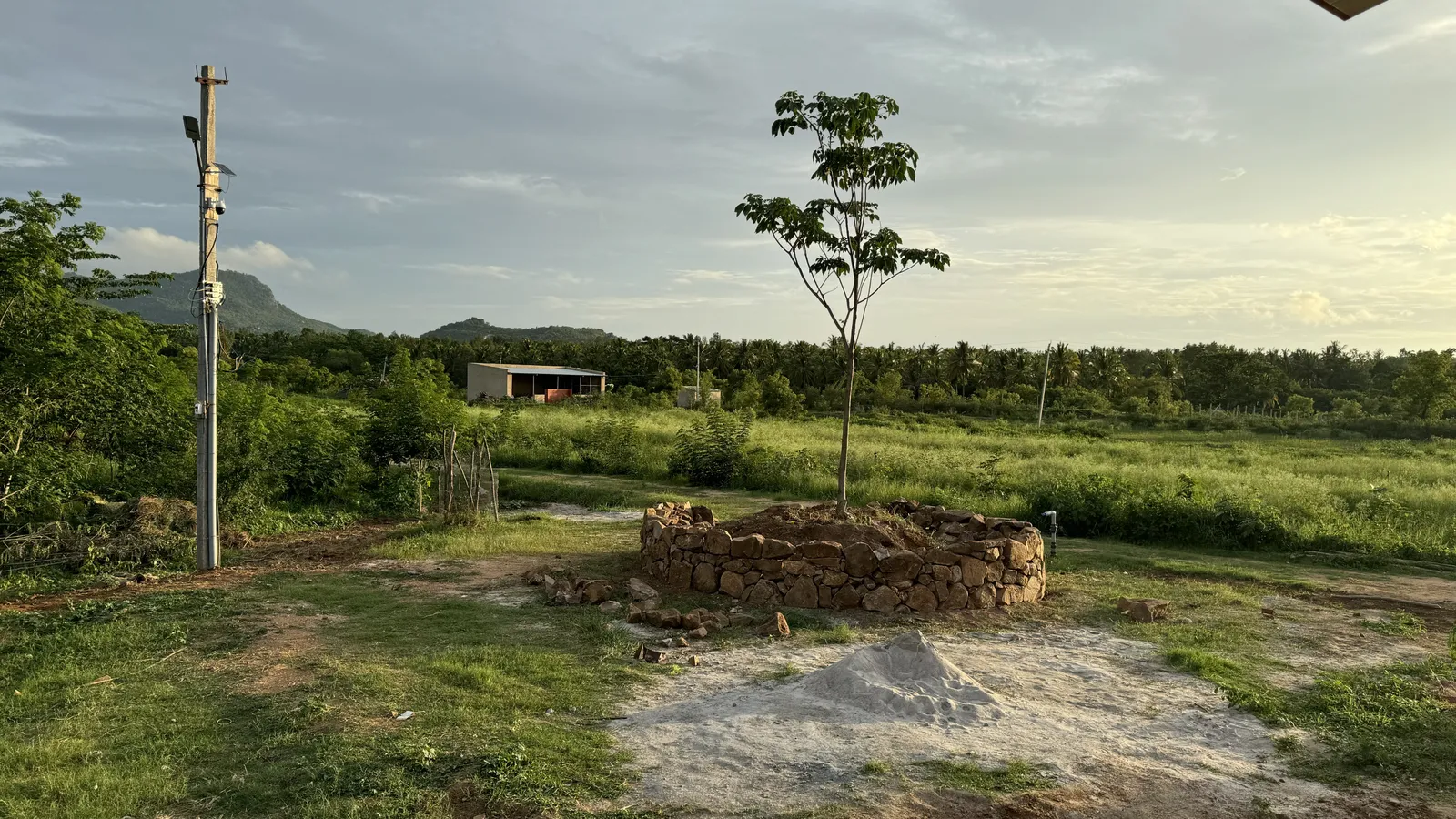 Forest Trees and Forestry