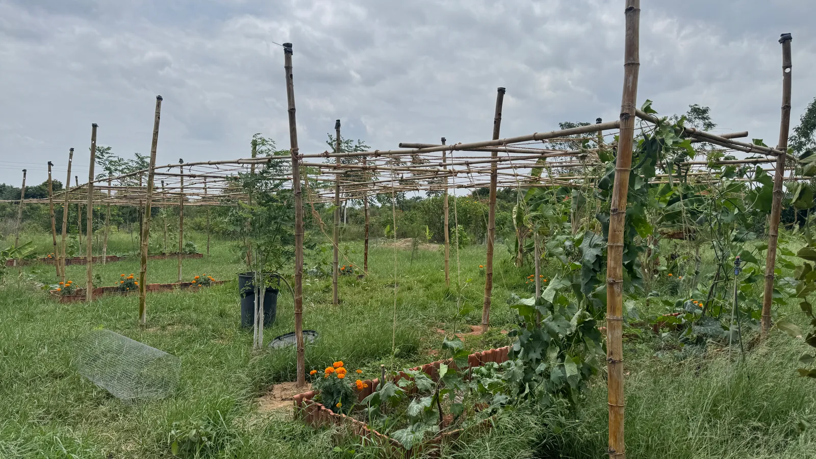 Vegetable Patches