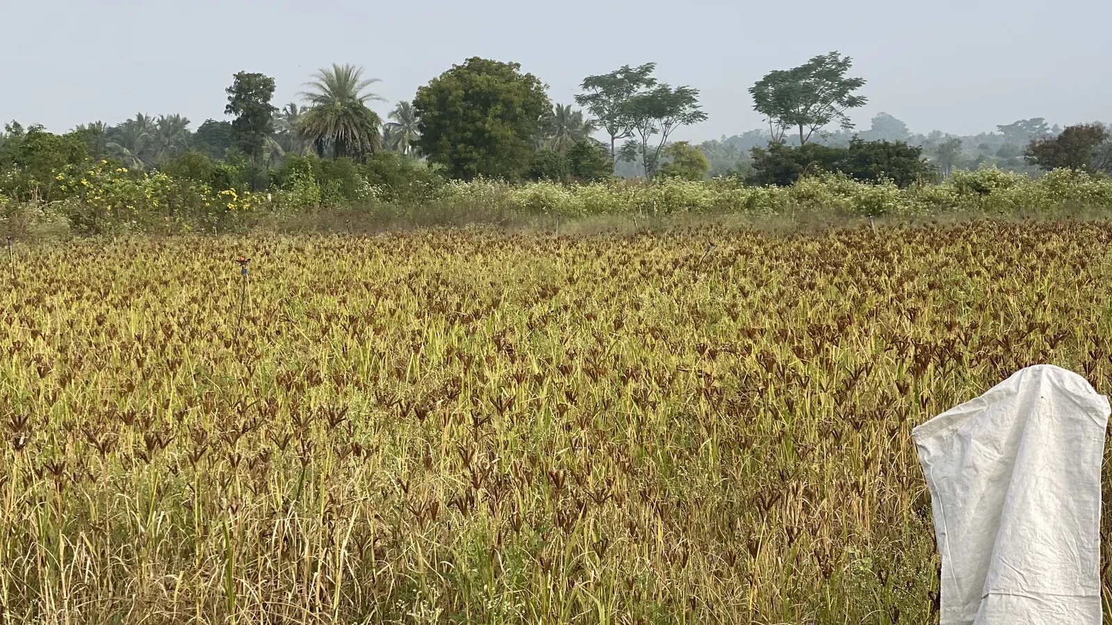 Crops