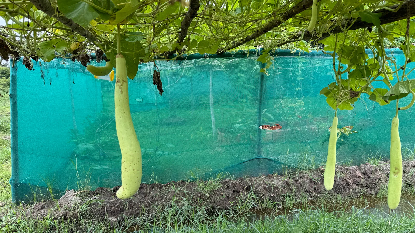 Vegetable Patches