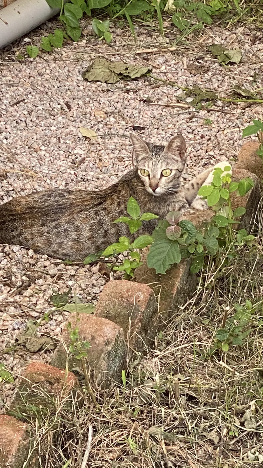 Wildlife and Animals