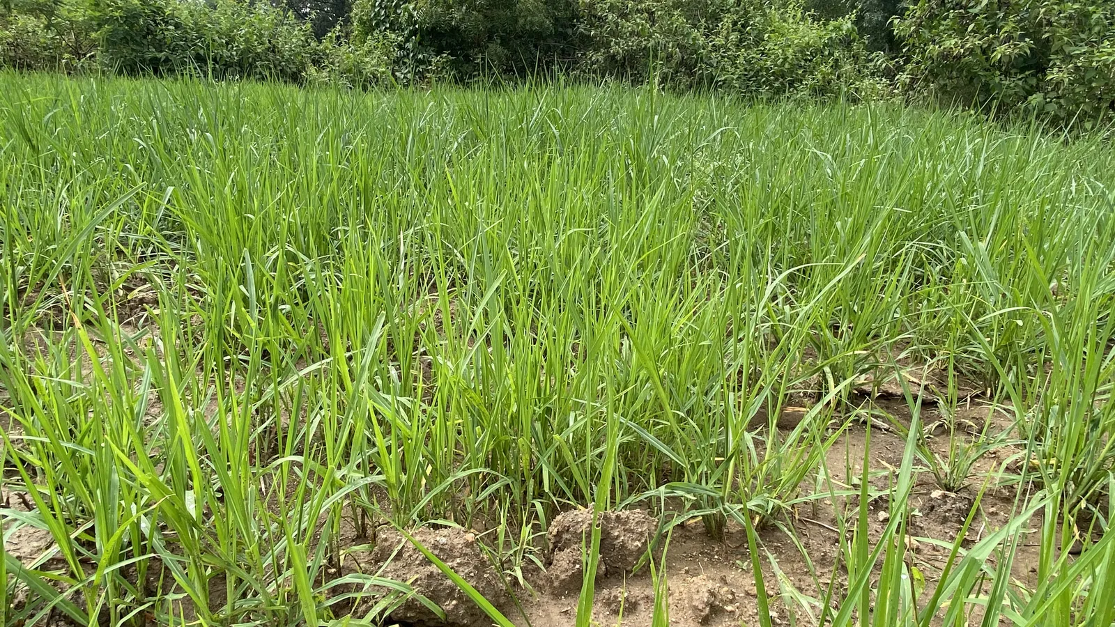 Crops