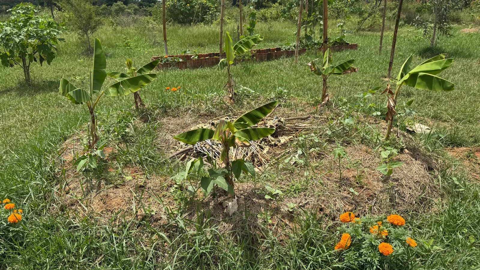 Banana Pits