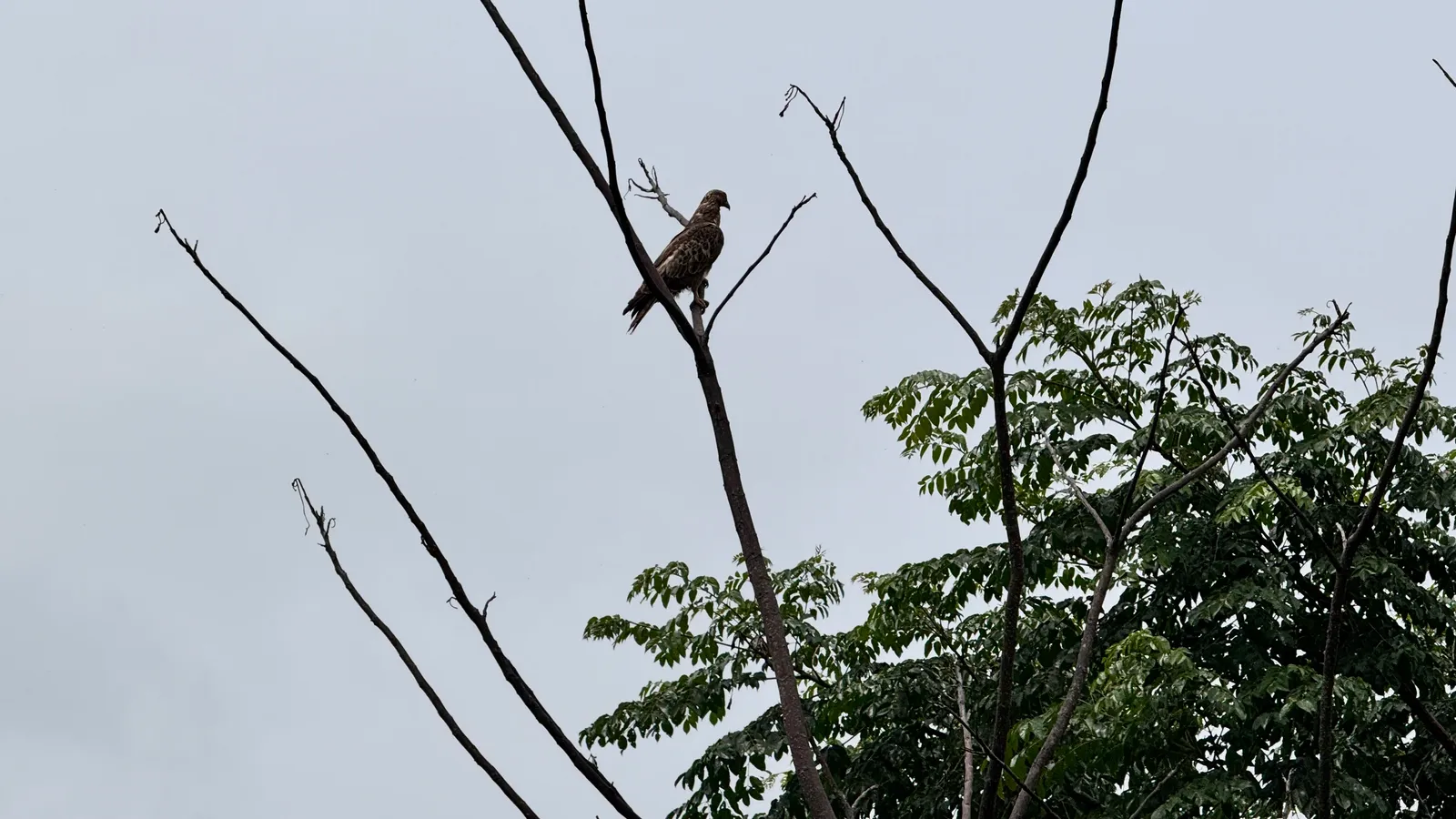 Wildlife and Animals