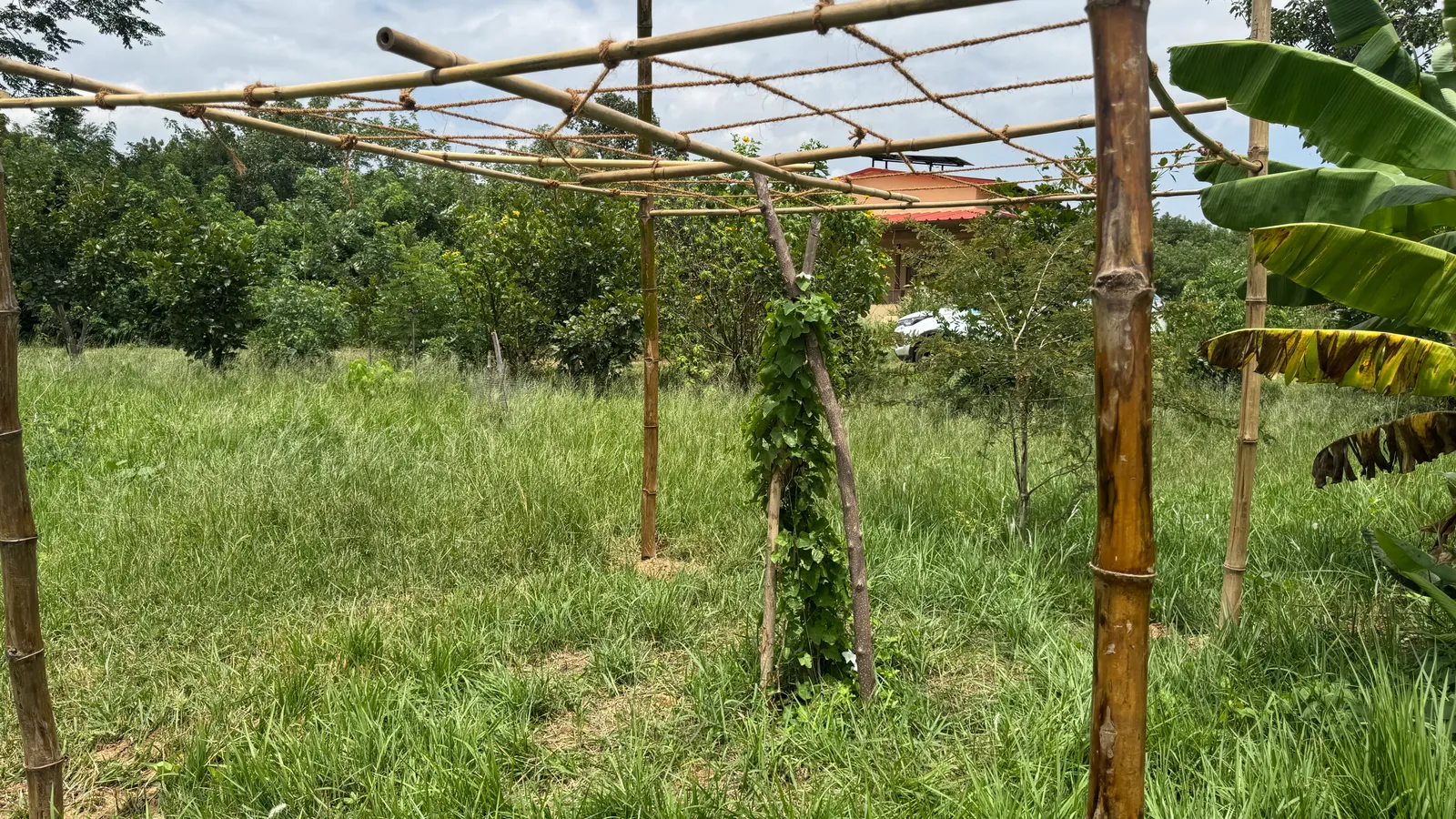 Vegetable Patches