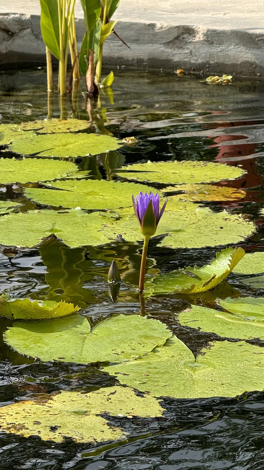 Lily Pond