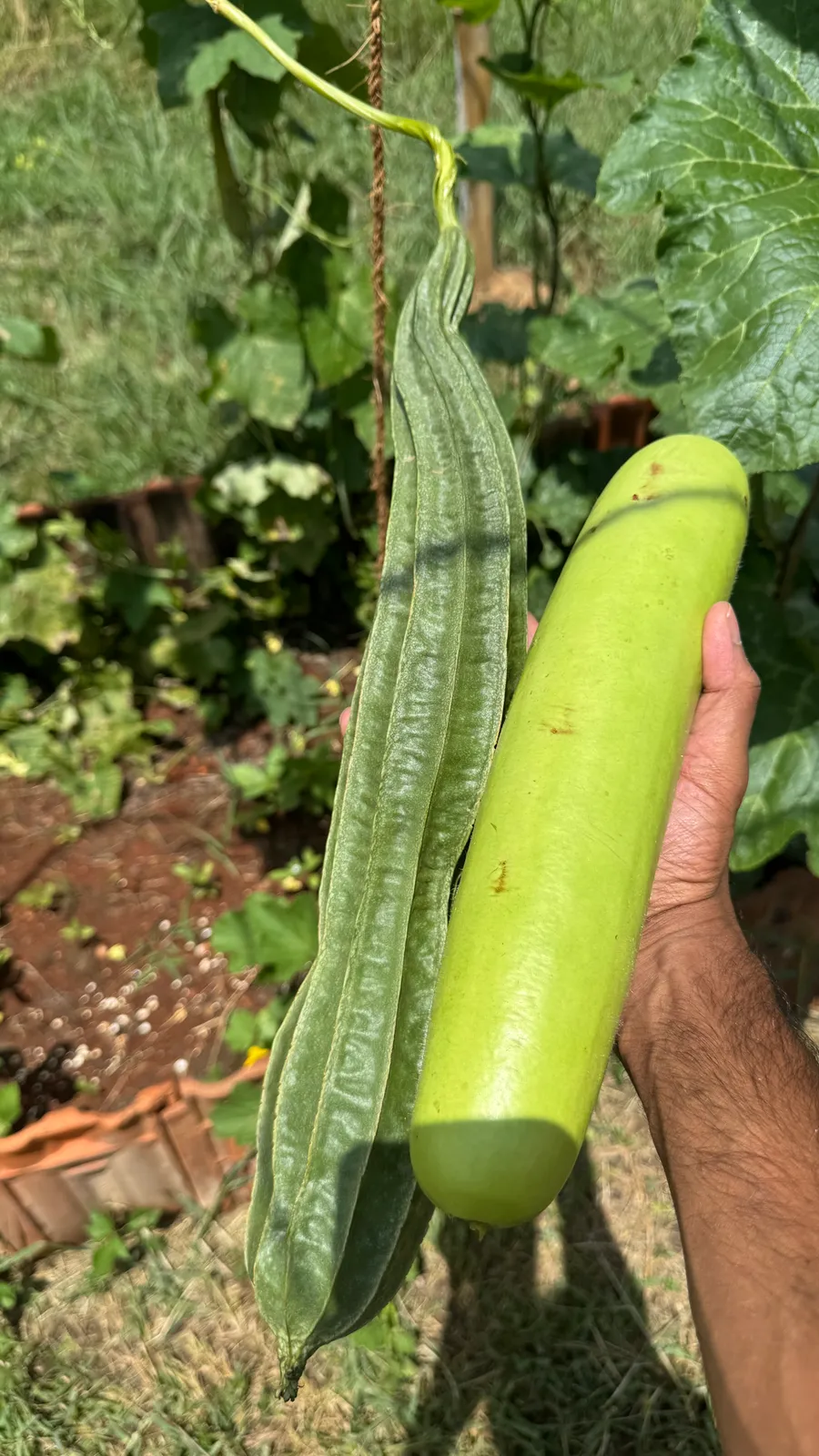 Vegetable Patches