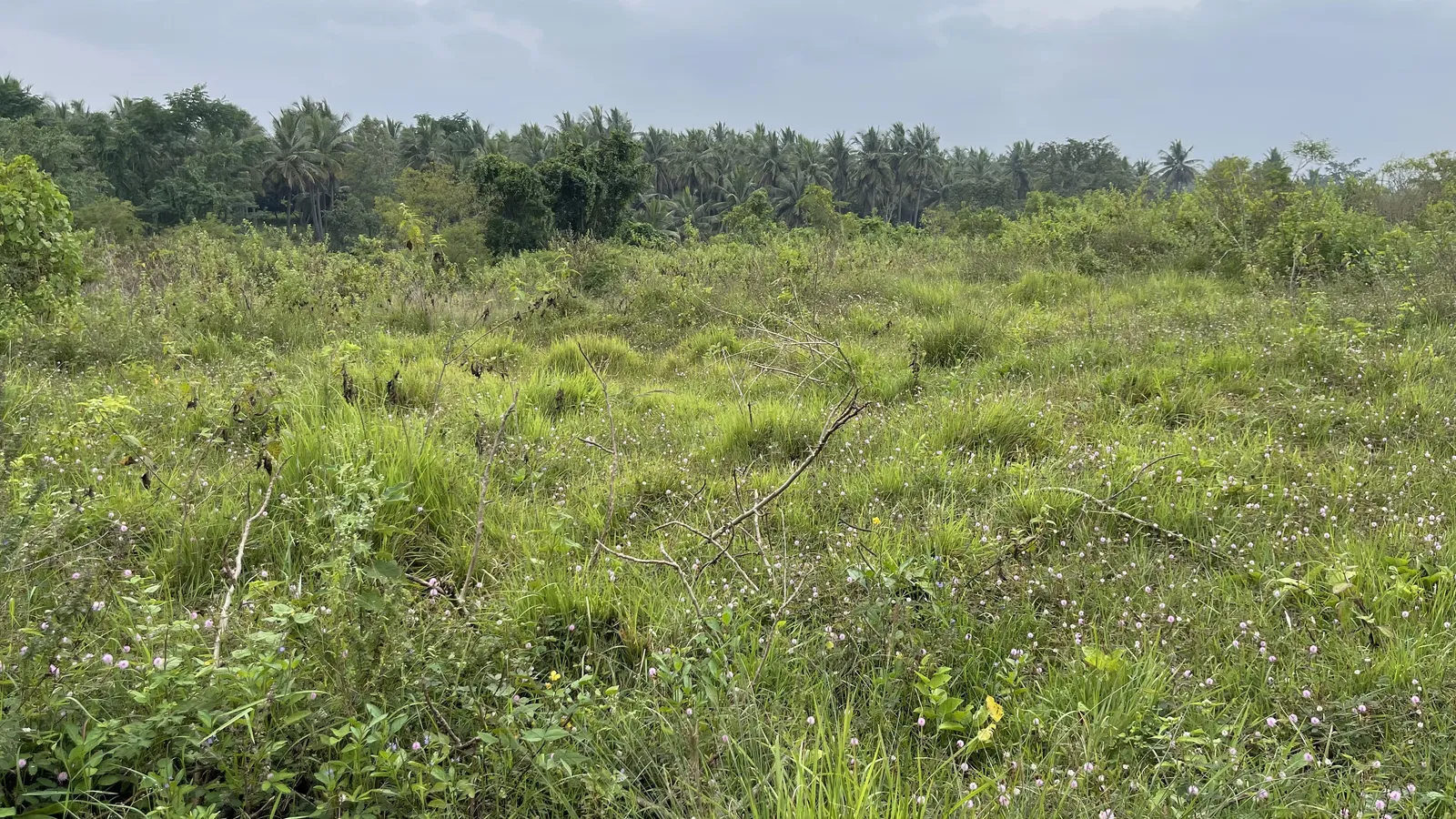 The Land as We Found It